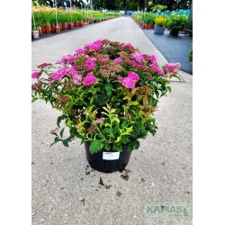 Spiraea japonica 'Crispa'