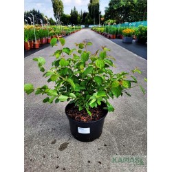Cornus sanguinea 'Midwinter Fire'