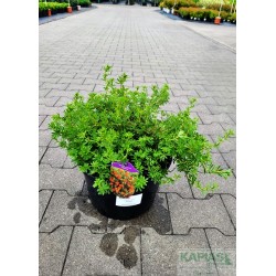 Potentilla fruticosa 'Red Ace'