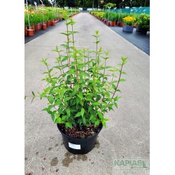 Philadelphus 'Lemoinei'