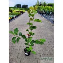 Magnolia 'Genie' PBR