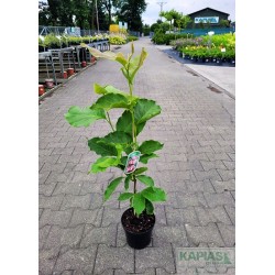 Magnolia soulangeana x 'Lennei'