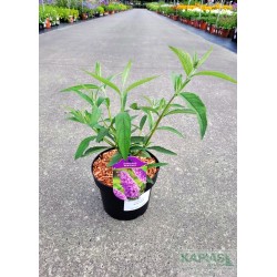 Buddleja davidii 'Ile de France'