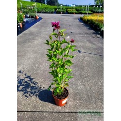 Monarda 'On Parade'