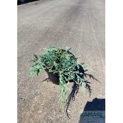 Juniperus horizontalis 'Glacier'