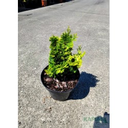Chamaecyparis obtusa 'Aurora'
