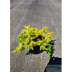 Juniperus conferta 'All Gold'