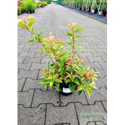 Leucothoe fontanesiana 'Rainbow'