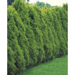 Thuja occidentalis 'Aureospicata'