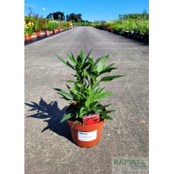 Echinacea 'Kismet® Red' PBR