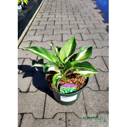 Hosta 'Lakeside Paisley Print'