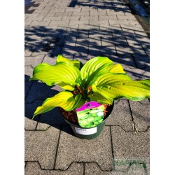 Hosta 'Stained Glass'