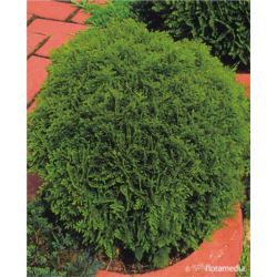 Thuja occidentalis 'Danica'