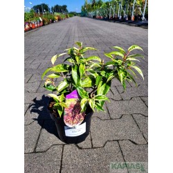 Leucothoe fontanesiana 'Makijaz' PBR