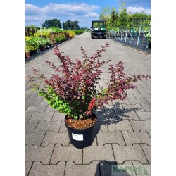 Berberis thunbergii 'Atropurpurea'
