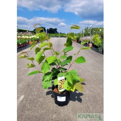 Hamamelis virginiana