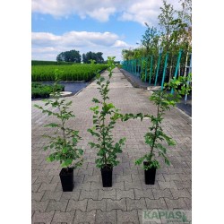 Carpinus betulus