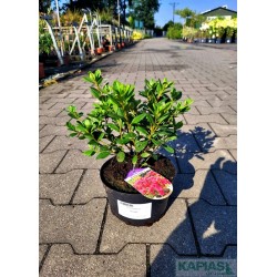 Azalea japonica 'Tornella'