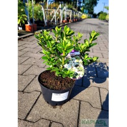 Azalea japonica SCHNEEPERLE 'Hachschnee'