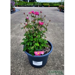 Anemone hupehensis LITTLE SUMMER BREEZE 'Anem081'