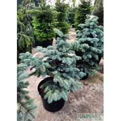 Picea pungens 'Białobok'