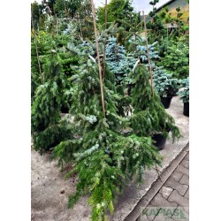 Picea omorika 'Pendula'
