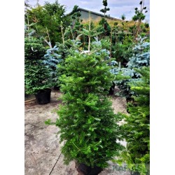Abies koreana