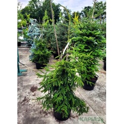 Picea orientalis 'Aureospicata'