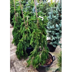 Picea abies 'Inversa'
