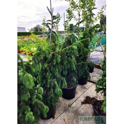 Picea abies 'Cincinnata'