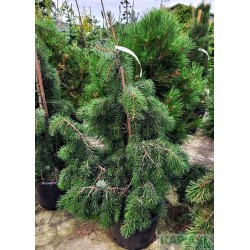 Picea breweriana