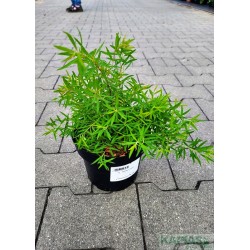 Spiraea arguta x