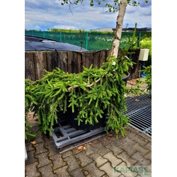 Picea abies 'Inversa'