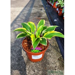 Hosta 'Queen Josephine'