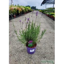 Lavandula angustifolia 'Munstead'