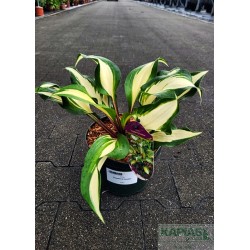 Hosta 'Raspberry Sundae'