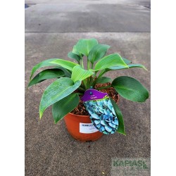 Hosta 'Halcyon'