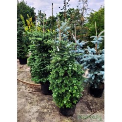 Abies procera