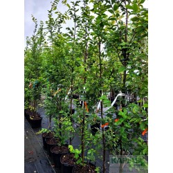Carpinus betulus 'Frans Fontaine'