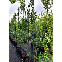 Carpinus betulus 'Lucas'