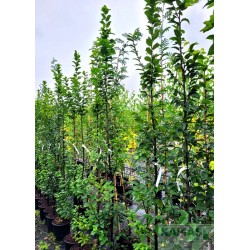 Carpinus betulus 'Lucas'