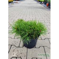 Pinus mugo subsp. mugo