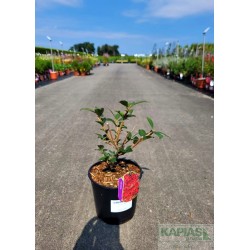 Euonymus alatus