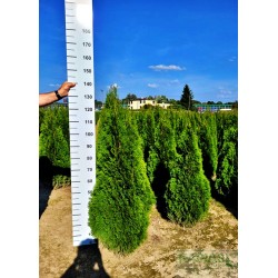 Thuja occidentalis 'Smaragd'