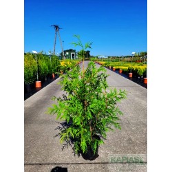Thuja plicata 'Zebrina'