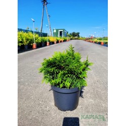 Thuja occidentalis 'Gruene Kuegel'