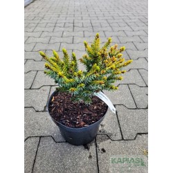 Picea omorika 'Pevé Tijn'