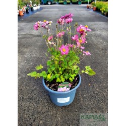 Anemone 'Pretty Lady Emily' PBR