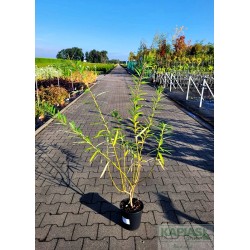 Salix udensis 'Sekka'