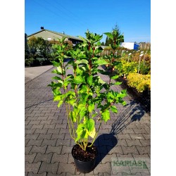 Cornus alba